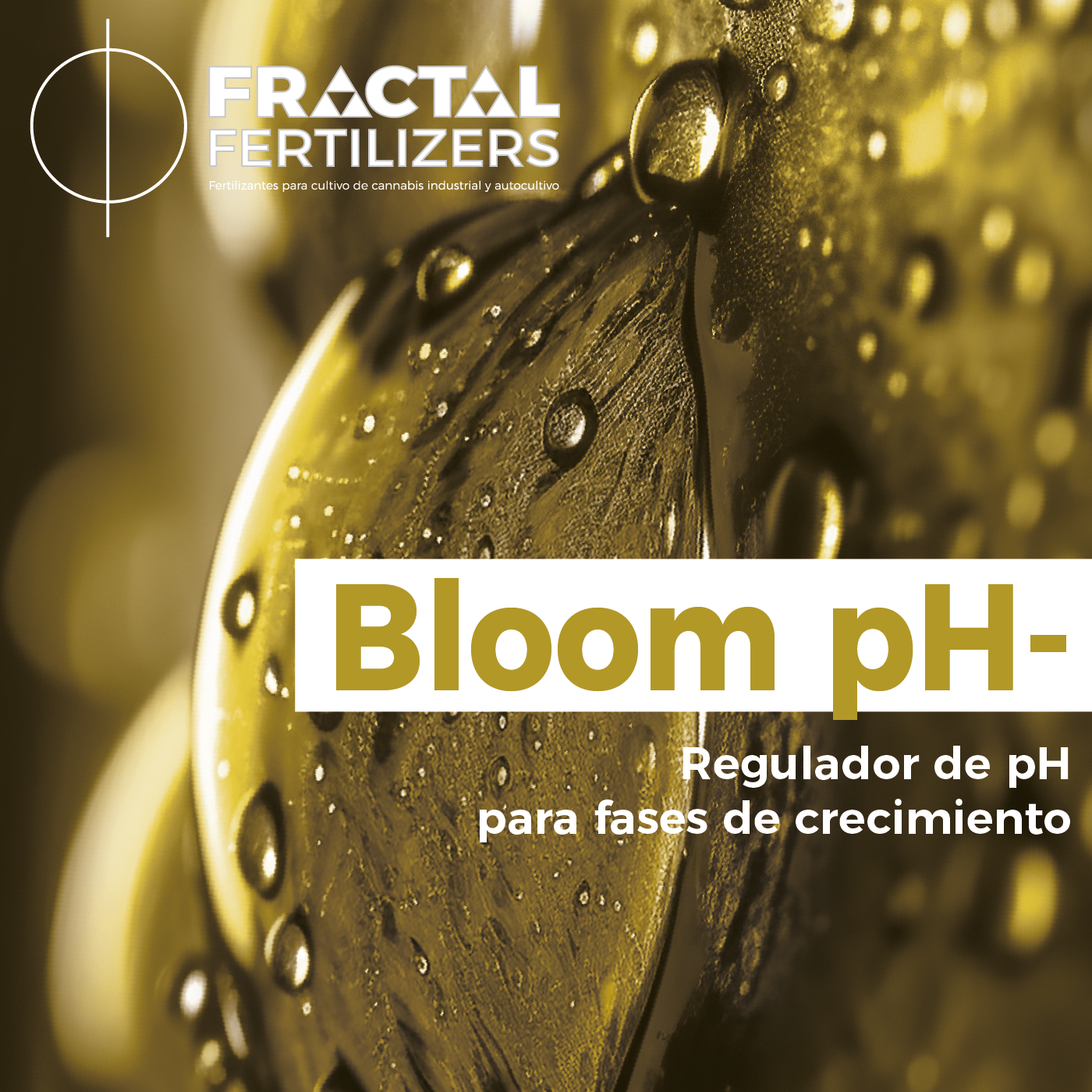 BLOOM PH-