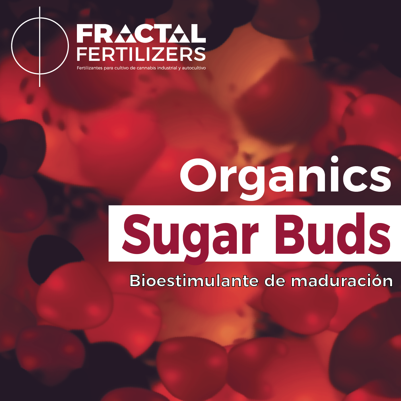 SUGAR BUDS